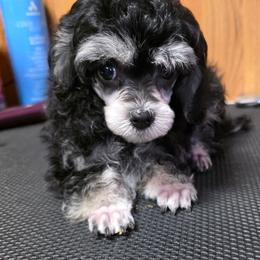 Daizie - Phantom female Poodle puppy in Wittmann, Arizona from Marlees Puppies 1
