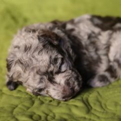 Opera - Brown merle female Mudi puppy in Gatlinburg, Tennessee from Greenbrier