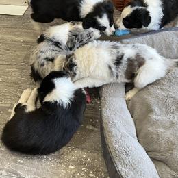 Border Collie Puppies from Roaring River Border Collies