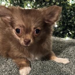Whiskey - Chocolate male Chihuahua puppy in Northboro, Iowa from So Sweet Chihuahuas