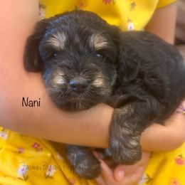 Nani - Black and tan female Schnoodle puppy in Sedalia, Missouri from Farmer Brown's Puppies