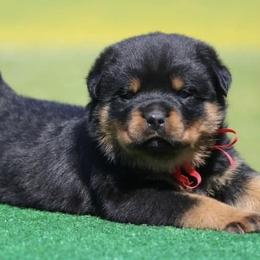 Girl 1 - female Rottweiler puppy in Tallahassee, Florida from Von Der Quinn Rottweilers
