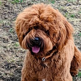 George - Australian Labradoodle