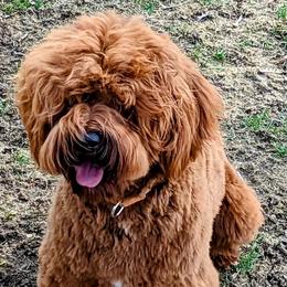 George - Australian Labradoodle