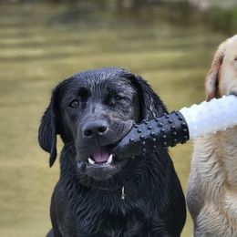 Labrador Retrievers from Elmwood Labradors
