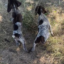 Kerstin - Liver and white female German Shorthaired Pointer puppy in Stephenville, Texas from VOM BOSQUE RIVER DEUTSCH KURZHAAR and FOREST RIVER LLEWELLINS