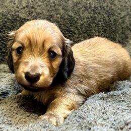 Joe - Brindle male Dachshund puppy in Huntington, Arkansas from Rockstar.Weiners