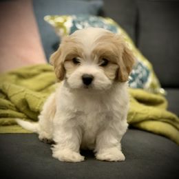 Cavachon, Cavalier King Charles Spaniel, and Cavapoo Puppies from Cavachon Love