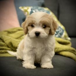 Cavachon, Cavalier King Charles Spaniel, and Cavapoo Puppies from Cavachon Love