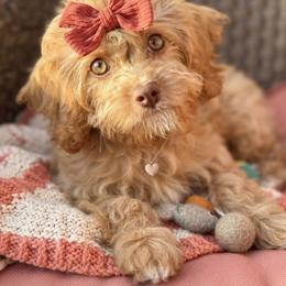 Medusa - Red female Cavapoo puppy in Spring Hill, Florida from Parisian Puppies