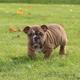 Boxer, English Bulldog, and French Bulldog Puppies from Hillview Kennels
