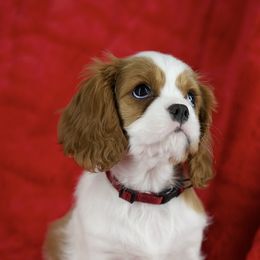 Dutchess - Blenheim female Cavalier King Charles Spaniel puppy in Greensboro, North Carolina from Hyde Park Cavaliers