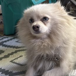 Pomeranians and Pomskies from Robinson Pomski