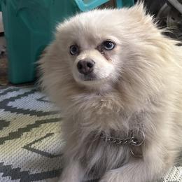 Pomeranians and Pomskies from Robinson Pomski