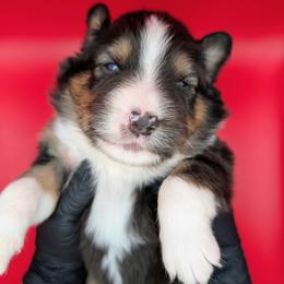 Quinn5Boy3- BTM,NBT, blue eyes likely, CHIC-OFA-DNA-AKC Titled Parents - Black tri-color male Australian Shepherd puppy in South Hill, Virginia from Silverside Aussies LLC