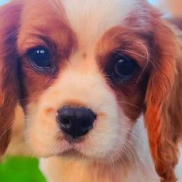Providence - Blenheim female Cavalier King Charles Spaniel puppy in Watsontown, Pennsylvania from Huntsman Cavaliers