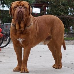 Dogue de Bordeaux All Grown Up from Absolute bordeaux