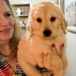 Candy - Cream female Goldendoodle puppy in Pensacola, Florida from Goldendoodles Love You in Pensacola Friend Edition