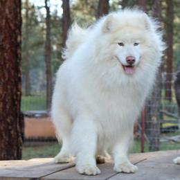 Astro - White male Siberian Husky puppy in Bly, Oregon from Hill Top Huskies