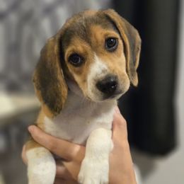 Mango - Blue tan and white female Beagle puppy in Bethany, Missouri from Fox Creek Beagles