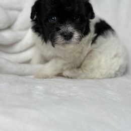 Denim - Poodle puppy in Uniondale, New York from Unique Poodles
