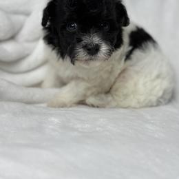 Denim - Poodle puppy in Uniondale, New York from Unique Poodles