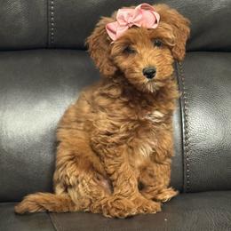 America - Red  female Goldendoodle puppy in Lancaster, Kentucky from Dream Paws Puppies, LLC
