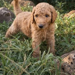Alani - Apricot male Poodle puppy in Kapaa, Hawaii from Kauai Poodles