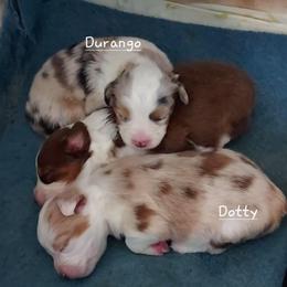 Dotty - Red merle female Miniature Australian Shepherd puppy in Mc Arthur, California from Kingscastle Ranch