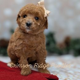 Cocoa Tan Girl - Red  female Poodle puppy in St George, Utah from Crimson Ridge Poodles