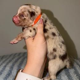 Tater Tot - Red merle male Australian Shepherd puppy in Anniston, Alabama from All Hale Aussies