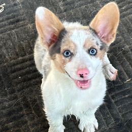 Leven-Bluie Merle Triple Clear - Blue merle and white female American Corgi puppy in Scottown, Ohio from Wyndy Ridge Corgis