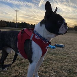 Maverick - Boston Terrier