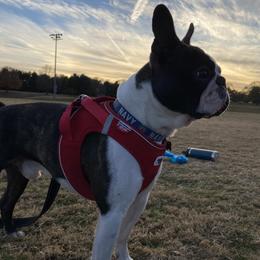 Maverick - Boston Terrier