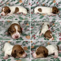 Claus - Piebald male Dachshund puppy in Gatesville, Texas from Emily’s Doxie Domain