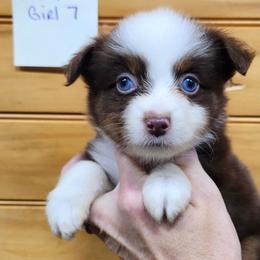 Girl 7 - Red tri female Miniature Australian Shepherd puppy in Hampton, Tennessee from TC Farms Stock Dogs - Miniature Australian Shepherds