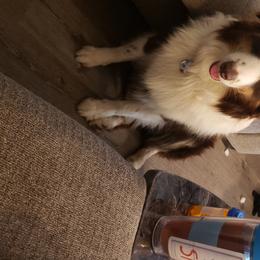 Mack - Australian Shepherd