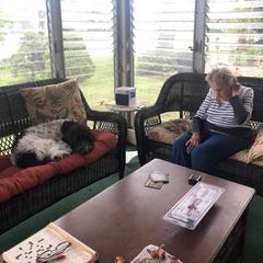 Bordoodle and Poodle All Grown Up from Swan Field Farms