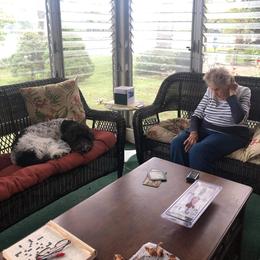 Bordoodle and Poodle All Grown Up from Swan Field Farms
