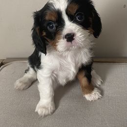 Bernedoodle, Cavalier King Charles Spaniel, Cavapoo, and Poodle Puppies from Dinky Doo Doodles