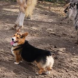 Wrangler - Pembroke Welsh Corgi
