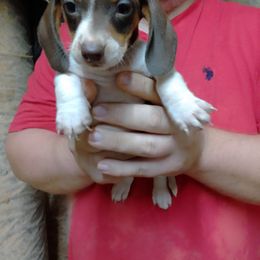 Boy 1 - Piebald male Dachshund puppy in Westover, Alabama from Small Paws Kennel