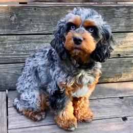 Umami - Cockapoo