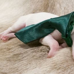 Silken Windhound Puppies from Silken Agents of CSBeck