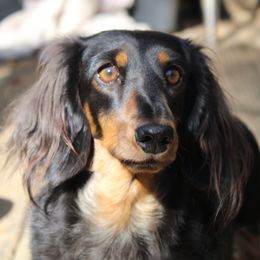 Raven - Dachshund