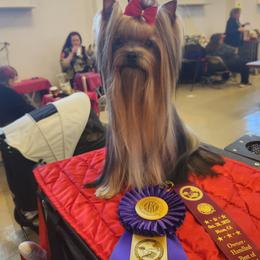 Glory - Yorkshire Terrier