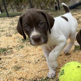 Baby Blue - Liver and white female German Shorthaired Pointer puppy in Hot Springs, Virginia from Thunder Mountain Gun Dogs