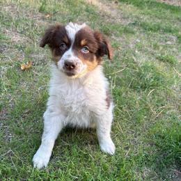 Carson - Red tri-color male Australian Shepherd puppy in Grants Pass, Oregon from Carmel Mountain Aussies