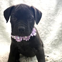 Lumi - Black female Cane Corso puppy in Russellville, Missouri from Soaring Royalty Canines LLC