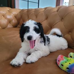 Athena - Bernedoodle